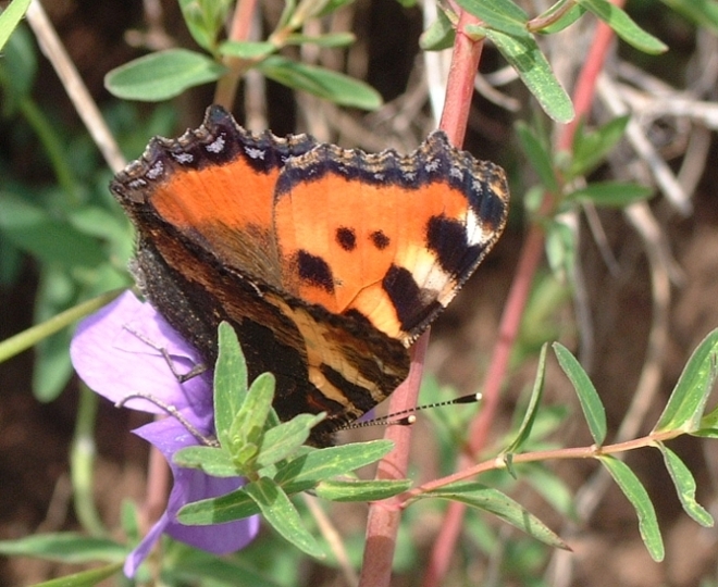 Aglais urticae